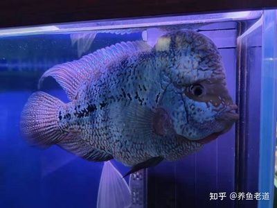 龍魚喂大白片，金龍魚喂食大白片的方法 龍魚百科 第3張