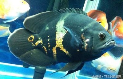 龍魚喂大白片，金龍魚喂食大白片的方法 龍魚百科 第5張