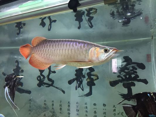 龍魚能和泰獅一起養(yǎng)嗎，泰獅金魚和龍魚不推薦混養(yǎng)，混養(yǎng)可能會(huì)導(dǎo)致龍魚受到傷害 龍魚百科 第1張