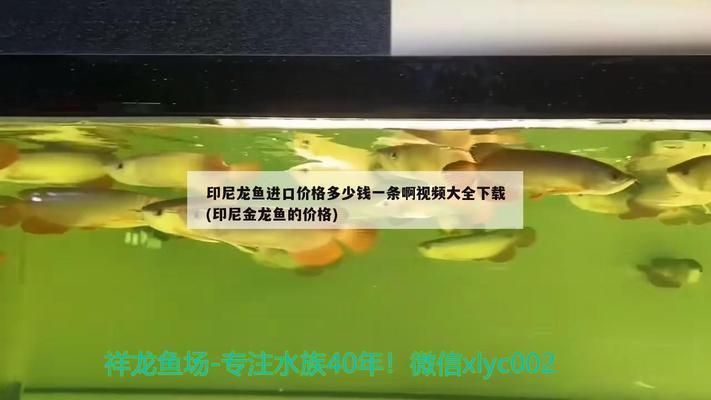 龍魚進口手續(xù)多少錢，如何計算龍魚進口總成本 魚缸百科 第3張