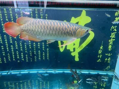 龍魚吃自助餐會不會撐死呢，龍魚吃自助餐會撐死取決于多種因素，如何判斷龍魚飽腹感 龍魚百科 第1張