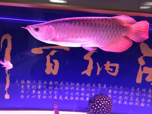 紅龍魚維生素C缺乏癥狀，紅龍魚維生素c缺乏會(huì)出現(xiàn)哪些癥狀