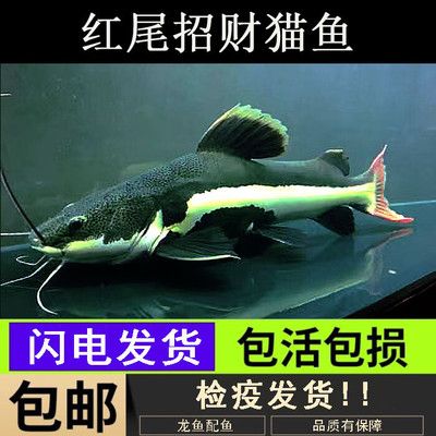 龍魚檢疫是怎么回事，龍魚檢疫不合格會怎樣處理 龍魚百科 第4張