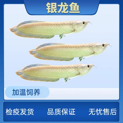 龍魚檢疫是怎么回事，龍魚檢疫不合格會怎樣處理 龍魚百科 第5張