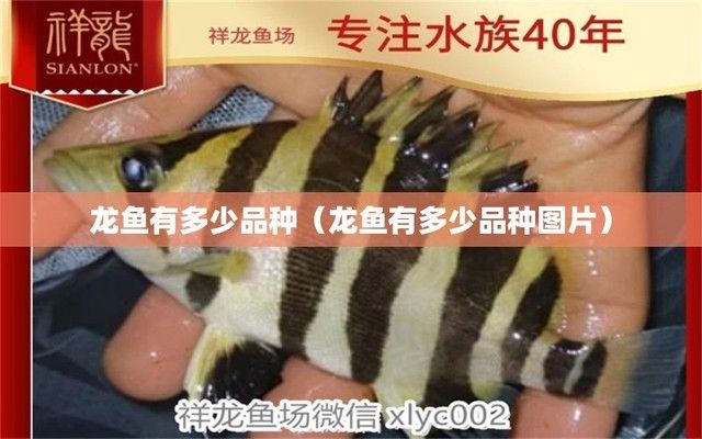 龍魚的名字叫什么 龍魚百科 第5張