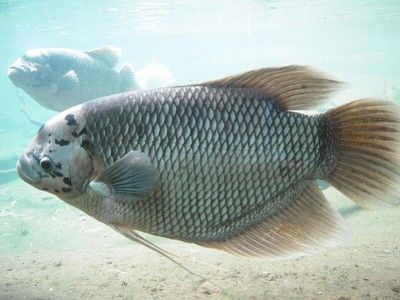 龍魚跳出魚缸會摔死嗎圖片，龍魚跳出魚缸會摔死嗎？ 水族問答