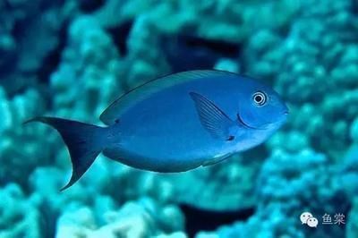 泰國虎魚基因遺傳規(guī)律解析，泰國虎魚體色遺傳模式探究泰國虎魚紅色基因變異原因 觀賞魚市場(chǎng)（混養(yǎng)魚） 第1張