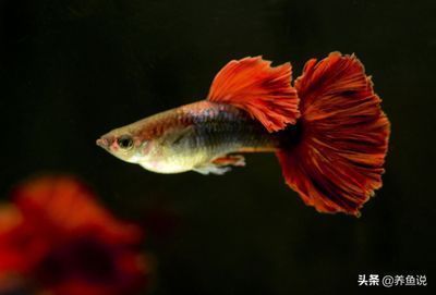 泰國虎魚基因遺傳規(guī)律解析，泰國虎魚體色遺傳模式探究泰國虎魚紅色基因變異原因 觀賞魚市場(chǎng)（混養(yǎng)魚） 第5張