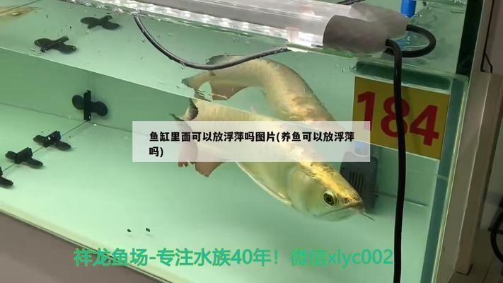 馬拉莫寶石魚(yú)最佳飼養(yǎng)密度，-馬拉莫寶石魚(yú)的飼養(yǎng)密度與飼養(yǎng)密度的優(yōu)化策略 觀賞魚(yú)市場(chǎng)（混養(yǎng)魚(yú)） 第2張