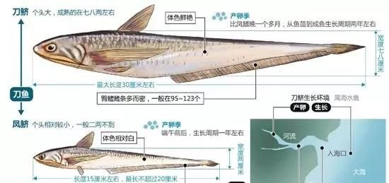 刀魚文化價(jià)值與宴席習(xí)俗，刀魚宴席中的重要食材之一其獨(dú)特的文化價(jià)值和豐富的宴席習(xí)俗 觀賞魚市場（混養(yǎng)魚） 第3張