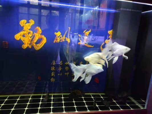 與雷龍魚混養(yǎng)什么魚最好，混養(yǎng)雷龍魚時，應(yīng)該注意哪些事項以避免水質(zhì)惡化？ 水族問答