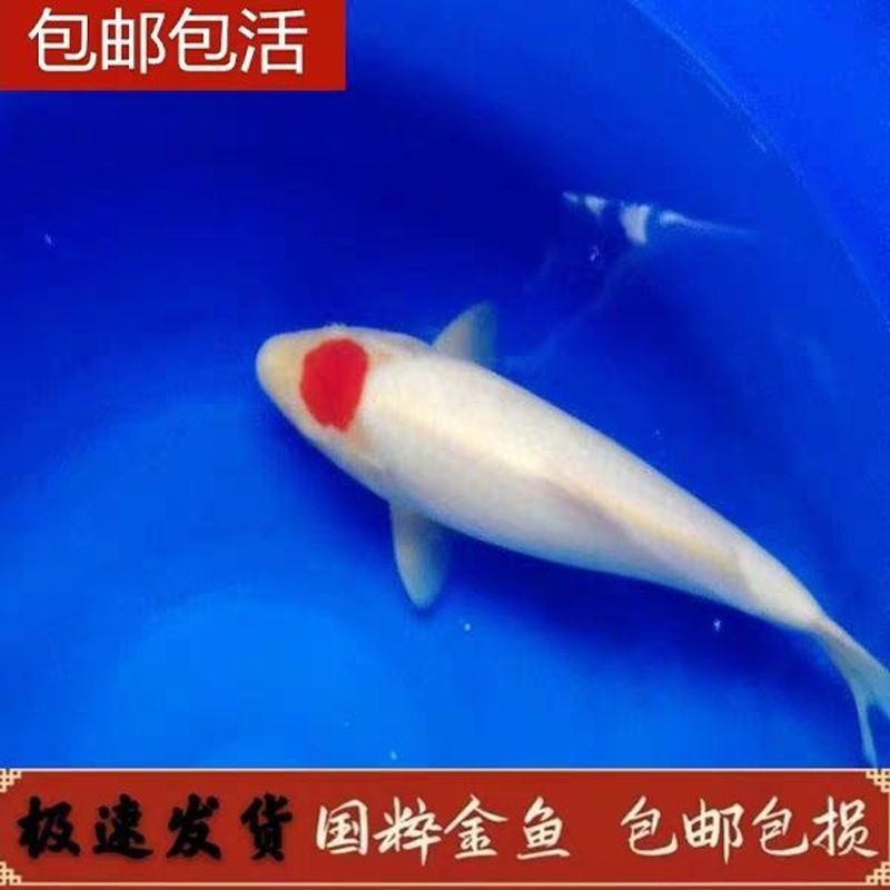 龍魚專用燈不是紫外線燈吧嗎怎么回事，關(guān)于龍魚專用燈的問題 水族問答