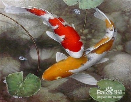 龍鳳鯉魚養(yǎng)殖技術(shù)要點(diǎn)，如何提高龍鳳鯉魚觀賞性,龍鳳鯉魚繁殖技術(shù)指南 觀賞魚市場（混養(yǎng)魚） 第3張