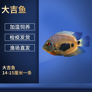 黑云魚冬季防病措施，黑云魚冬季養(yǎng)殖水溫控制技巧黑云魚冬季防病藥物使用建議 觀賞魚市場（混養(yǎng)魚） 第2張