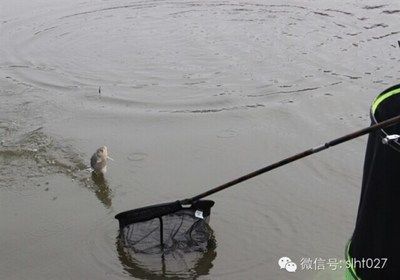 什么龍魚缸好用又便宜，閩江水族龍魚缸怎么選 魚缸百科 第2張