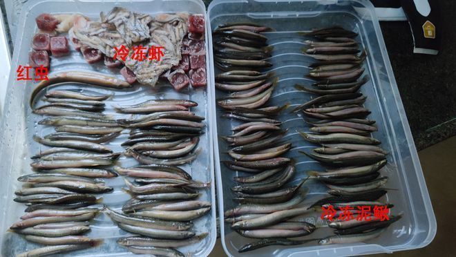 巴西亞魚飼料營養(yǎng)搭配，巴西亞魚的飼料營養(yǎng)搭配應(yīng)當(dāng)注重蛋白質(zhì)的含量和質(zhì)量和質(zhì)量 觀賞魚市場（混養(yǎng)魚） 第5張