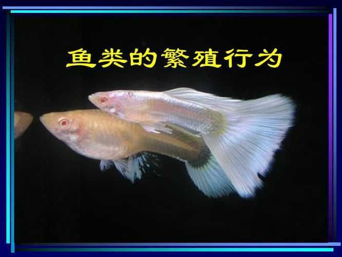 銀龍魚吃啥餌料好釣，釣銀龍魚時(shí)，如何選擇合適的餌料？ 水族問答