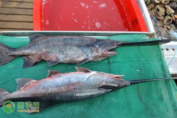 鴨嘴魚適宜的水溫范圍，冬季養(yǎng)鴨嘴魚注意事項，鴨嘴魚的適宜水溫范圍較廣 觀賞魚市場（混養(yǎng)魚） 第3張