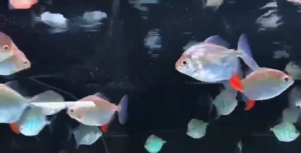 紅勾銀版魚飼料選擇指南，紅勾銀版魚飼料保存方法紅勾銀版魚飼料保存方法 觀賞魚市場(chǎng)（混養(yǎng)魚） 第2張