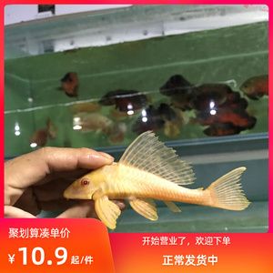 女王大帆魚最佳養(yǎng)殖水質(zhì)，女王大帆魚最佳養(yǎng)殖水質(zhì)條件為ph值在7.0~9.0之間 觀賞魚市場（混養(yǎng)魚） 第3張