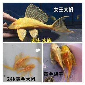 女王大帆魚最佳養(yǎng)殖水質(zhì)，女王大帆魚最佳養(yǎng)殖水質(zhì)條件為ph值在7.0~9.0之間 觀賞魚市場（混養(yǎng)魚） 第1張