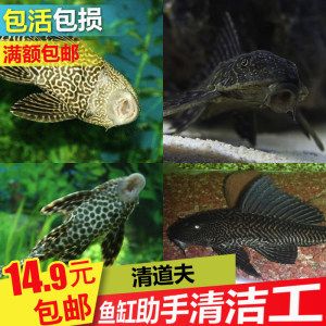 女王大帆魚最佳養(yǎng)殖水質(zhì)，女王大帆魚最佳養(yǎng)殖水質(zhì)條件為ph值在7.0~9.0之間 觀賞魚市場（混養(yǎng)魚） 第5張