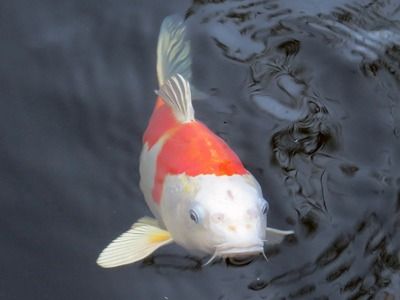 白條過背金龍魚，白條過背金龍魚的養(yǎng)殖要點(diǎn)，金龍魚幼魚階段飼養(yǎng)要點(diǎn) 觀賞魚市場(chǎng)（混養(yǎng)魚） 第2張