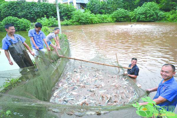 金龍魚吉祥物小牛圖片大全，金龍魚吉祥物小牛的圖片大全 水族問答