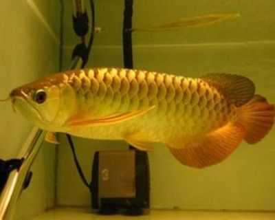 恐龍魚吃沉底飼料嗎會死嗎，恐龍魚吃了太多沉底飼料會導致消化不良或窒息 水族問答