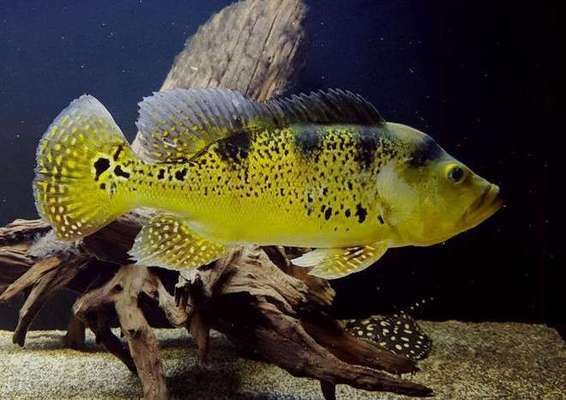 巴西亞魚苗餌料選擇指南，巴西亞魚苗最佳飼料品牌，巴西亞魚苗飼料自制方法 觀賞魚市場（混養(yǎng)魚） 第3張