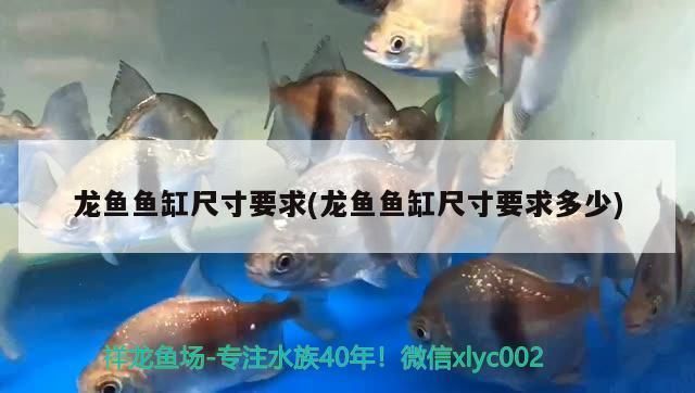 龍魚魚缸尺寸標準是多少，養(yǎng)龍魚的魚缸尺寸標準 魚缸百科 第3張