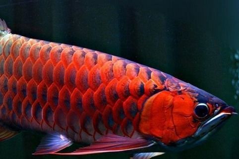 上海紅龍魚專賣店地址查詢，上海紅龍魚專賣店 龍魚百科 第3張