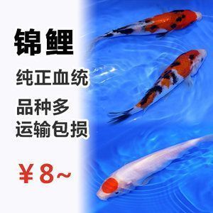 白寫錦鯉與家居風(fēng)水的關(guān)系，如何養(yǎng)護(hù)白寫錦鯉以增吉祥 觀賞魚市場（混養(yǎng)魚） 第1張