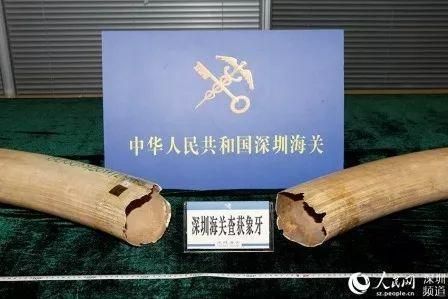 瀕危物種保護(hù)政策的法律框架，中國(guó)制定《中華人民共和國(guó)野生動(dòng)物保護(hù)法》法律框架 觀賞魚(yú)市場(chǎng)（混養(yǎng)魚(yú)） 第3張