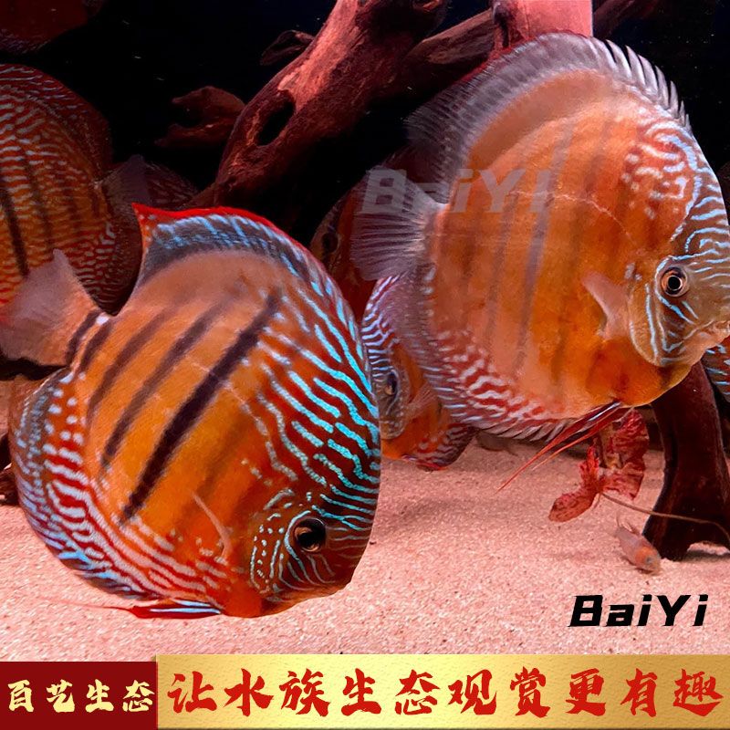 野彩魚，野彩魚是一種受歡迎的觀賞魚，如何辨別野彩魚品種 魚缸百科 第5張