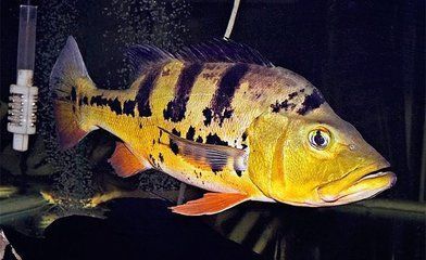 申古三間魚(yú)最佳養(yǎng)殖水質(zhì)，申古三間魚(yú)水溫調(diào)控技巧，如何去除自來(lái)水中氯離子 觀賞魚(yú)市場(chǎng)（混養(yǎng)魚(yú)） 第5張