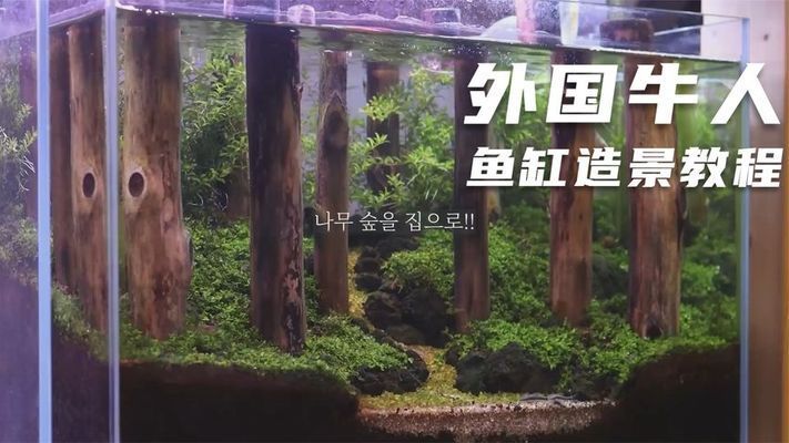 魚缸造景過程視頻，魚缸造景入門技巧 魚缸百科 第1張