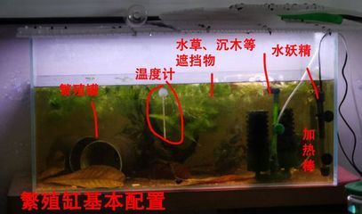 金三間魚(yú)繁殖水質(zhì)控制技巧，金三間魚(yú)繁殖最佳水溫，金魚(yú)苗密度控制標(biāo)準(zhǔn)，水妖精過(guò)濾器使用指南 觀賞魚(yú)市場(chǎng)（混養(yǎng)魚(yú)） 第4張