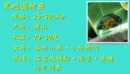 銀龍魚從小長到大用多少年換水，銀龍魚從出生到成年需要多久時間？ 水族問答