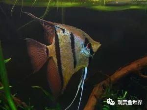 養(yǎng)龍魚視頻講座，養(yǎng)龍魚視頻講座中如何在家中飼養(yǎng)一條健康的龍魚 水族問答