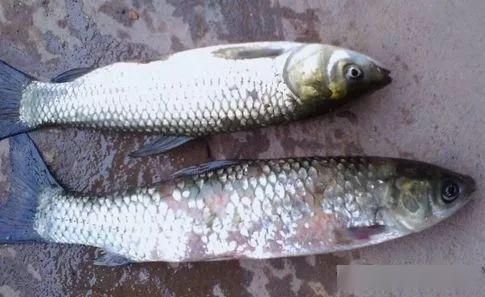 女王大帆魚繁殖期疾病預(yù)防，女王大帆魚繁殖期常見病原體，女王大帆魚繁殖期藥物使用指南 觀賞魚市場(chǎng)（混養(yǎng)魚） 第4張