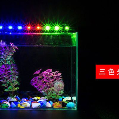 龍魚缸用什么燈，如何根據(jù)龍魚品種選擇燈光 魚缸百科 第2張