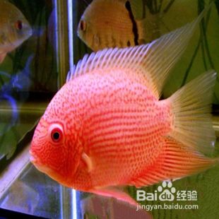 紅龍魚沉頭可以調(diào)理嗎，如何正確使用紅龍魚沉頭來調(diào)理？ 水族問答