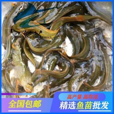 埃及魚苗市場(chǎng)最新價(jià)格，埃及魚苗市場(chǎng)最新價(jià)格信息：埃及塘鲺魚苗價(jià)格影響因素 觀賞魚市場(chǎng)（混養(yǎng)魚） 第2張