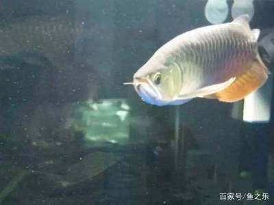 龍魚專用缸，關(guān)于龍魚專用缸的選擇指南 龍魚百科 第4張