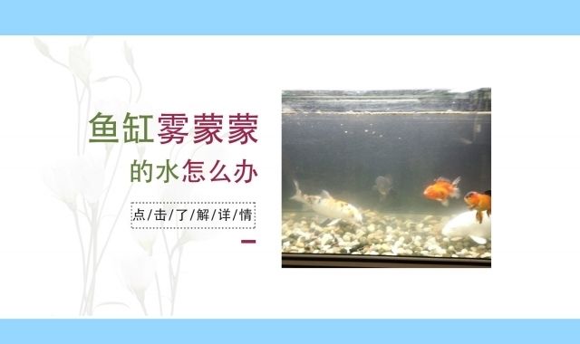 魚缸水發(fā)白霧蒙蒙的解決辦法是什么，如何建立魚缸硝化系統(tǒng) 魚缸百科 第1張