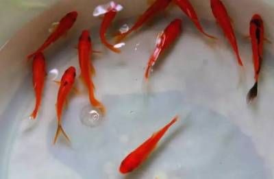 九龍魚缸什么意思，九龍魚缸對水質(zhì)有什么要求？ 水族問答