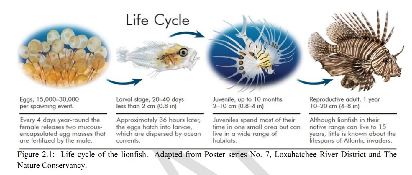 鯊魚繁殖水溫波動影響研究，水溫的波動對鯊魚的繁殖有著深遠(yuǎn)的影響 觀賞魚市場（混養(yǎng)魚） 第1張