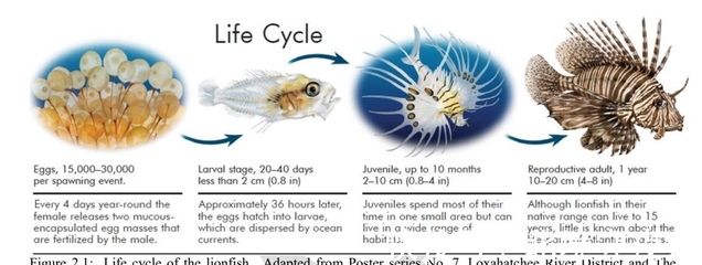 鯊魚繁殖水溫波動影響研究，水溫的波動對鯊魚的繁殖有著深遠(yuǎn)的影響 觀賞魚市場（混養(yǎng)魚） 第3張