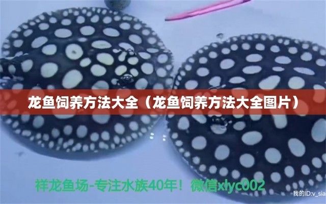 龍魚怎么喂，龍魚喂養(yǎng)方法 龍魚百科 第5張